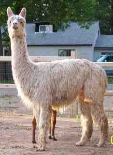 Cairparavel Alpaca Farm, Deer River Minnesota