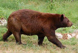 American Bear Association, Or Minnesota