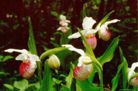 Lady's slippers at Spangle Creek Labs near Bovey Minnesota