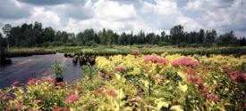 Northern Minnesota Nursery, Floodwood Minnesota