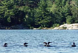 2 Minnesota Loon Gathering