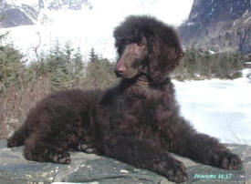 Ben-Cher's Standard Poodles, Menahga Minnesota