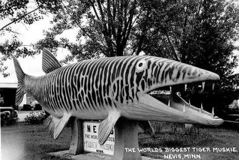 World's largest Tiger Muskie, Nevis.