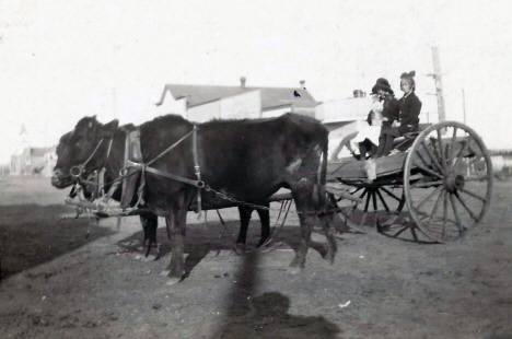 Cow cart, Badger Minnesota, 1910's