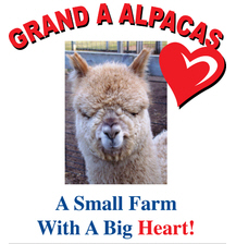 Grand A Alpacas, Jasper Minnesota