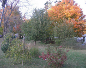 Kahnke Brothers Tree Farm, Plato Minnesota