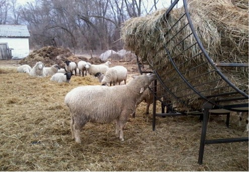 VKV Goat and Sheep Equipment
