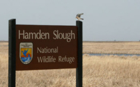 Hamden Slough Wildlife Refuge, Audubon Minnesota