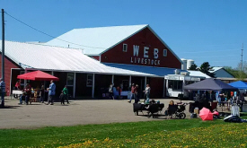 Web Livestock Auction, Benson Minnesota