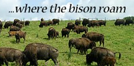 Buffalo Hills Bison, Caledonia Minnesota