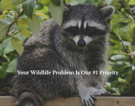 Stone River Wildlife Control, Carlton Minnesota