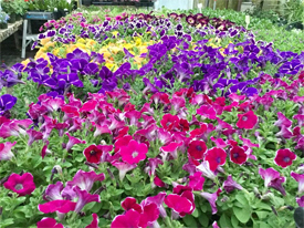 Twin Pines Nursery, Hokah Minnesota