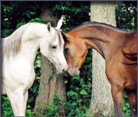 Marzouk Arabians, Deer River Minnesota