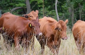 Badger Creek Red Angus, Houston Minnesota