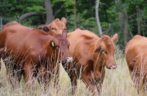 Badger Creek Red Angus, Houston Minnesota