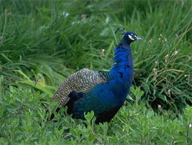 Siltanen Peafowl Farm, Kettle River Minnesota