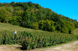 Kathan's Homestead Berries, La Crescent Minnesota