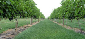 Aberfoyle Vineyards & Nursery, Mapleton Minnesota