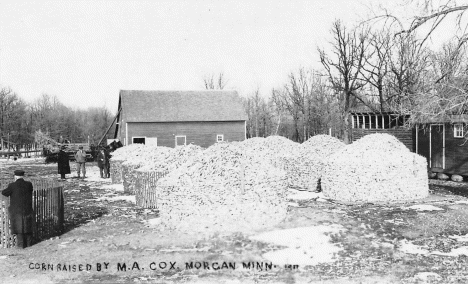 Corn raised by M.A. Cox, Morgan Minnesota, 1917
