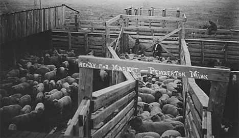 Sheep ready for market, Pemberton Minnesota, 1910