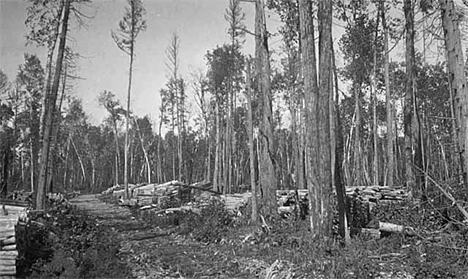 Corduroy road near Redby Minnesota, 1918