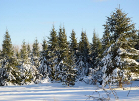 Wee Trees Nursery, Royalton Minnesota