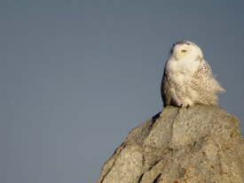 Snowy Owl at Agassiz Audubon Santuary, Warren Minnesota