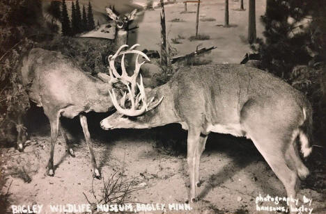 Bagley Wildlife Museum, Bagley Minnesota, 1950's