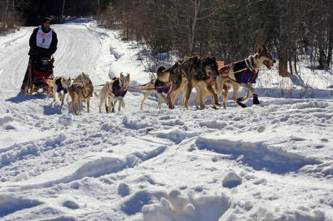 Dog Sled Race near Cook Minnesota, 2013