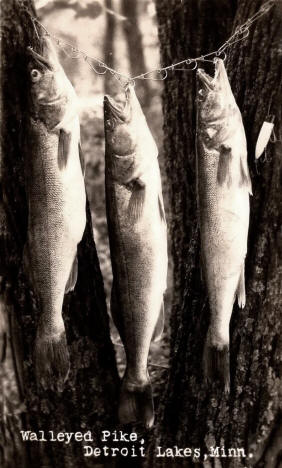 Walleyed Pike, Detroit Lakes Minnesota, 1941
