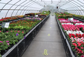 Goldeman's Greenhouse, East Bethel Minnesota