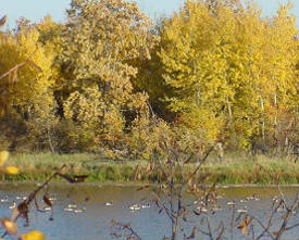 Rydell National Wildlife Refuge, Erskine Minnesota