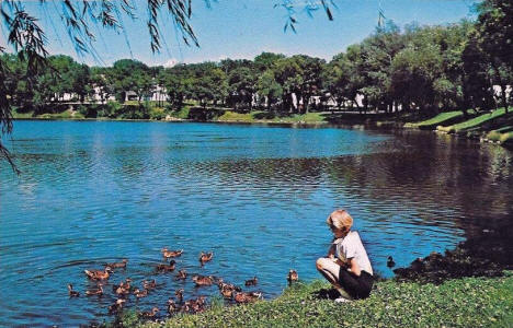 Mallards on Lake Alice, Fergus Falls Minnesota, 1950's