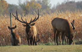 Splendor Ridge Elk Farm, Howard Lake Minnesota