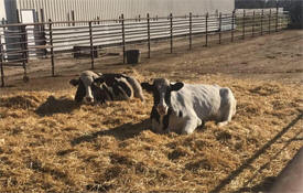 Miller Cattle Sales, Howard Lake Minnesota