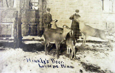 Hinkly's Deer, Luverne Minnesota, 1909