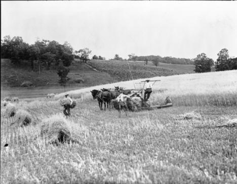 Oat harvest near Victoria Minnesota, 1925