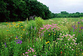 Prairie Restorations, Watertown Minnesota