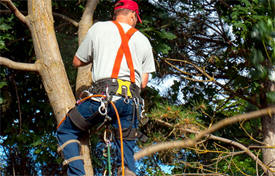 Shorewood Tree Service, Watertown Minnesota