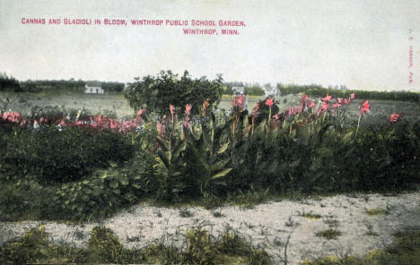 Canna and Gladioli in Bloom, Withrop Public School Garden, Winthrop Minnesota, 1910