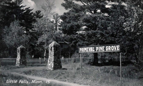 Primeval Pine Grove, Little Falls Minnesota, 1940's