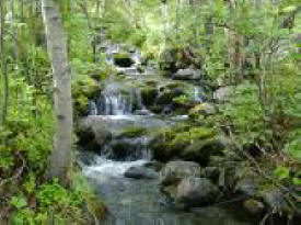 Spring Forest Qigong
