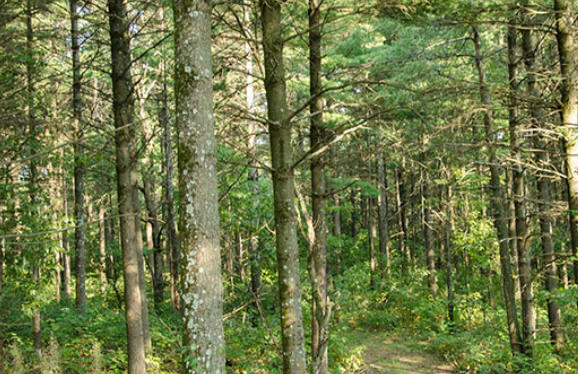 Sand Dunes State Forest, Zimmerman Minnesota