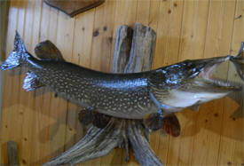 Bear River Taxidermy, Zumbro Falls Minnesota