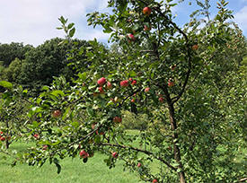 Elm Tree Farm, Afton Minnesota