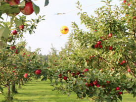 Gilby's Nursery & Orchard, Aitkin, Minnesota