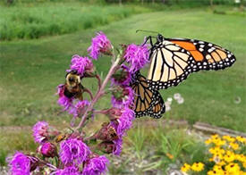 Albert Lea Audubon Society Preserve, Albert Lea, Minnesota