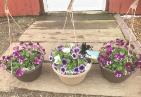 Anderson Acres Nursery, Alberta, Minnesota