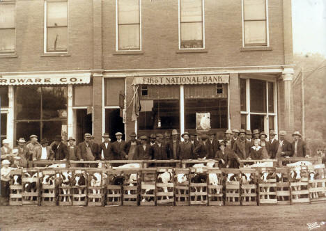 Calves in front of First National Bank, Lanesboro, Minnesota, 1920