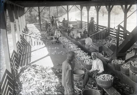 Lanesboro Pride Corn Canning Factory, Lanesboro, Minnesota, 1925